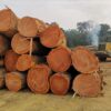 Doussie Hardwood Logs Supplier