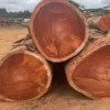 Pachyloba Wood exporter