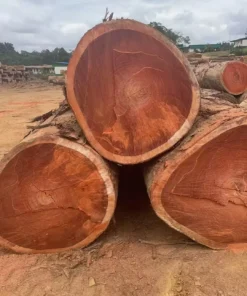 Pachyloba Wood exporter