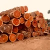 Padauk Hardwood Logs Supplier