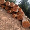 Sapele Timber Supplier