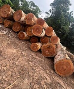 Sapele Timber Supplier