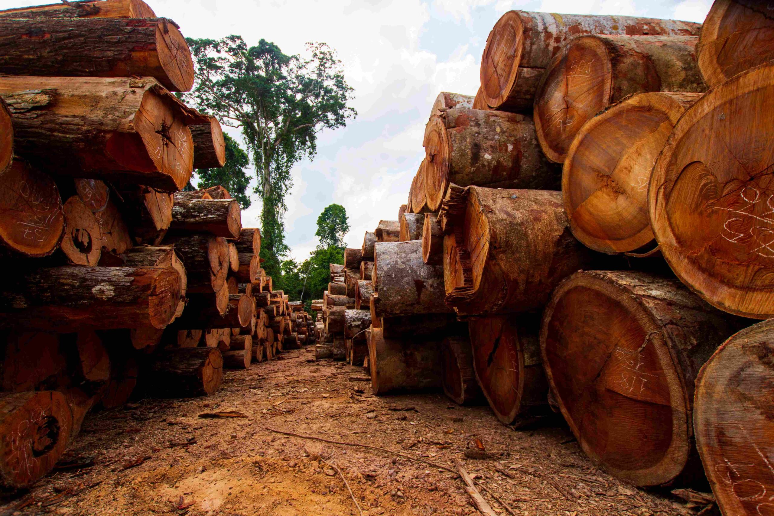 Cameroon Timber Exporter